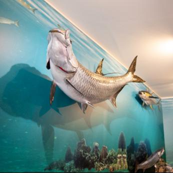 Le musée de la mer | Musée marin & coquillage en Martinique