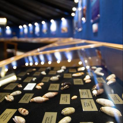 Le musée de la mer | Musée marin & coquillage en Martinique