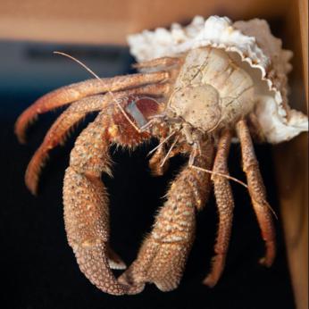 Le musée de la mer | Musée marin & coquillage en Martinique