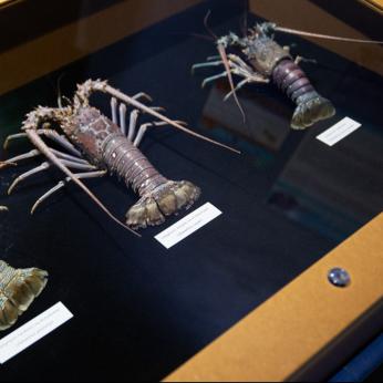 Le musée de la mer | Musée marin & coquillage en Martinique