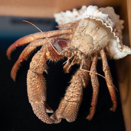 Le musée de la mer | Musée marin & coquillage en Martinique