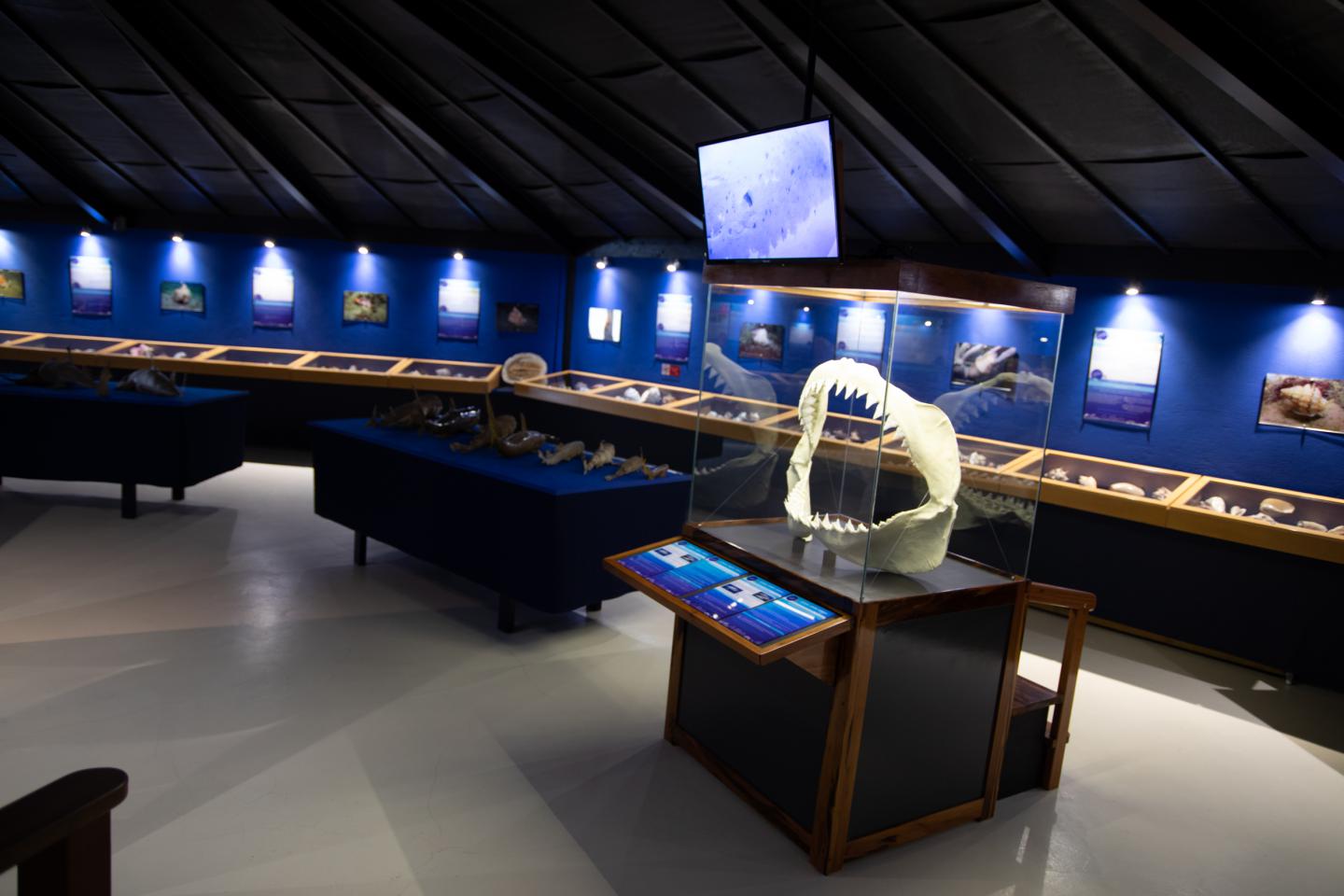 Le musée de la mer | Musée marin & coquillage en Martinique