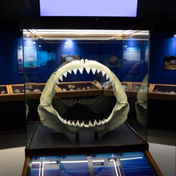 Le musée de la mer | Musée marin & coquillage en Martinique